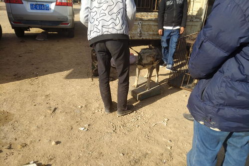 狗市 狗主人销售35斤狼青犬,7元一斤的价格,值不值